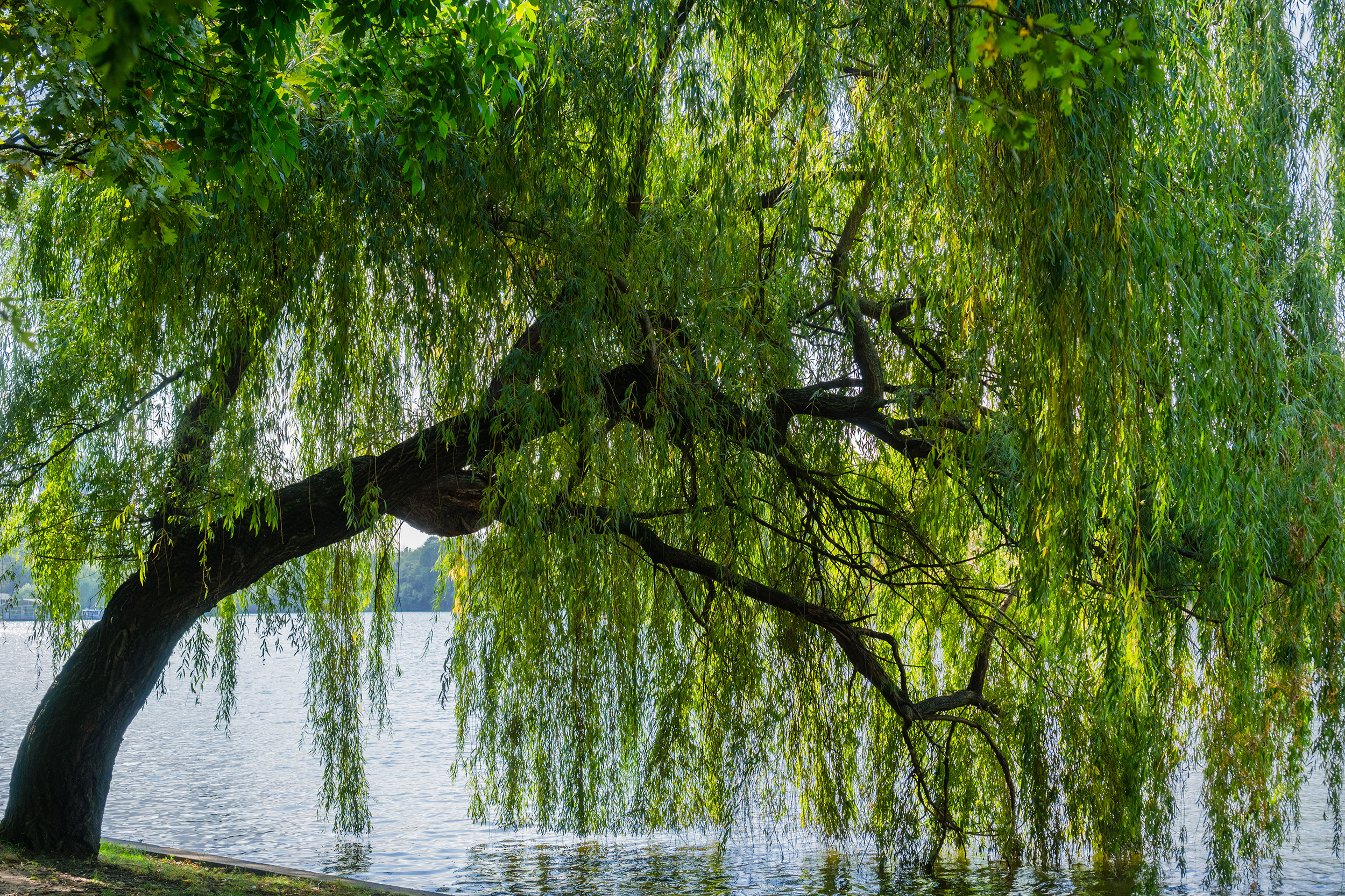 Weeping willow tree on the shoreline of Herastrau Lake, Bucharest, Romania